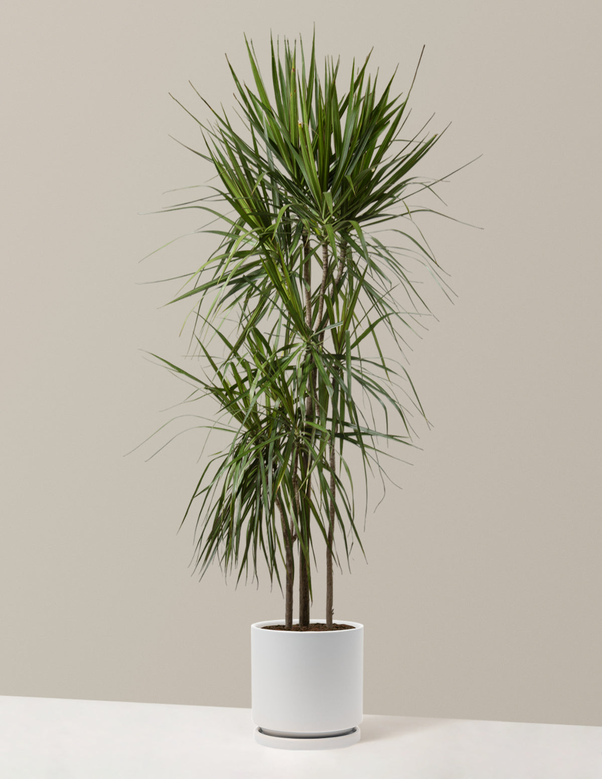 Dracaena Marginata (Ejderha Ağacı)
