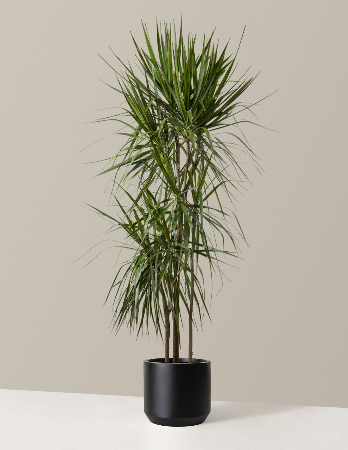 Dracaena Marginata (Ejderha Ağacı)