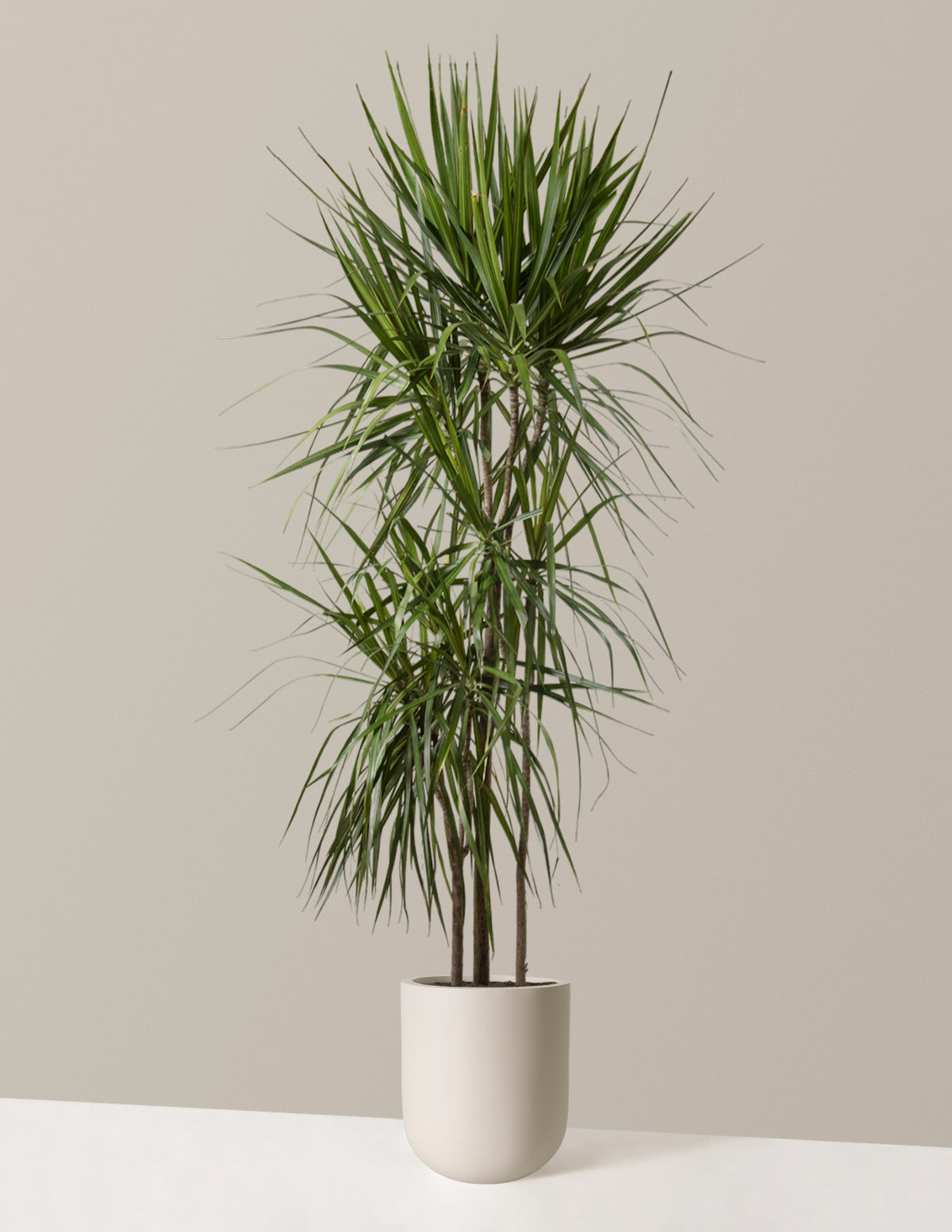 Dracaena Marginata (Ejderha Ağacı)