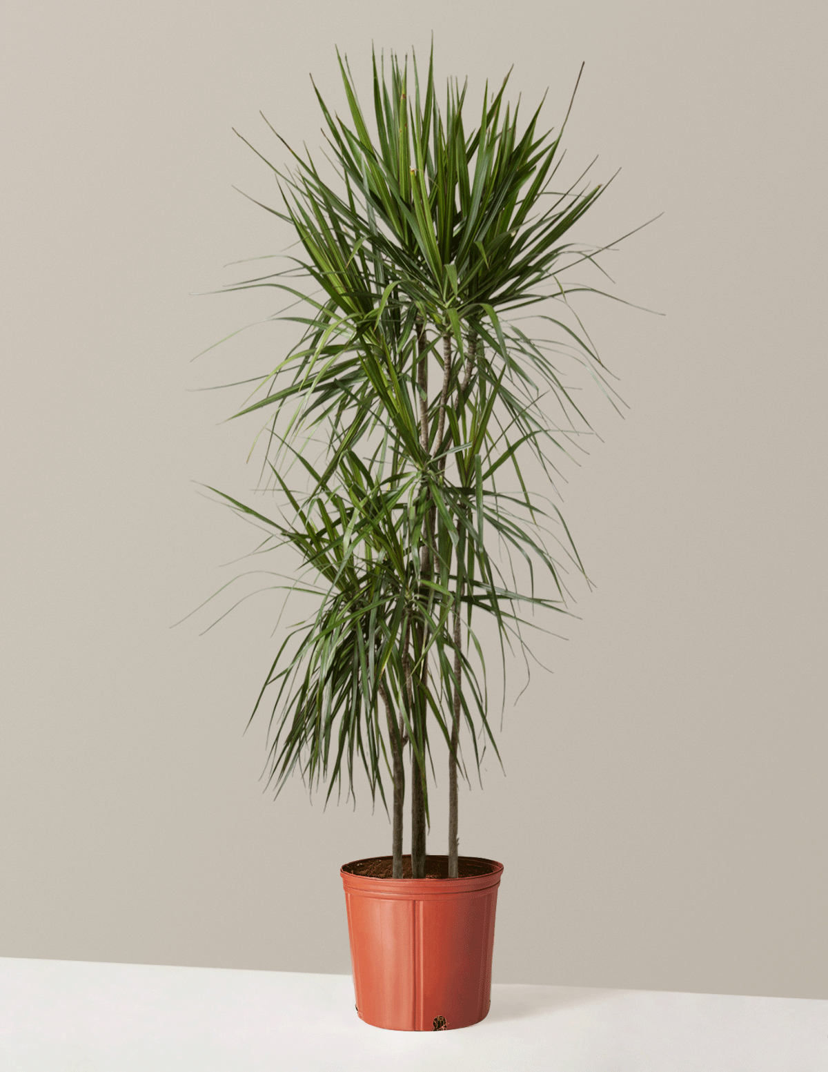 Dracaena Marginata (Ejderha Ağacı)