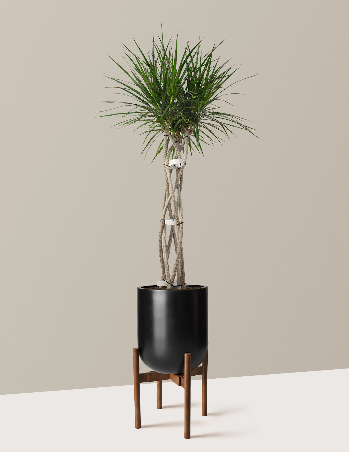 Dracaena Marginata Örgü Gövdeli (Open Weave)