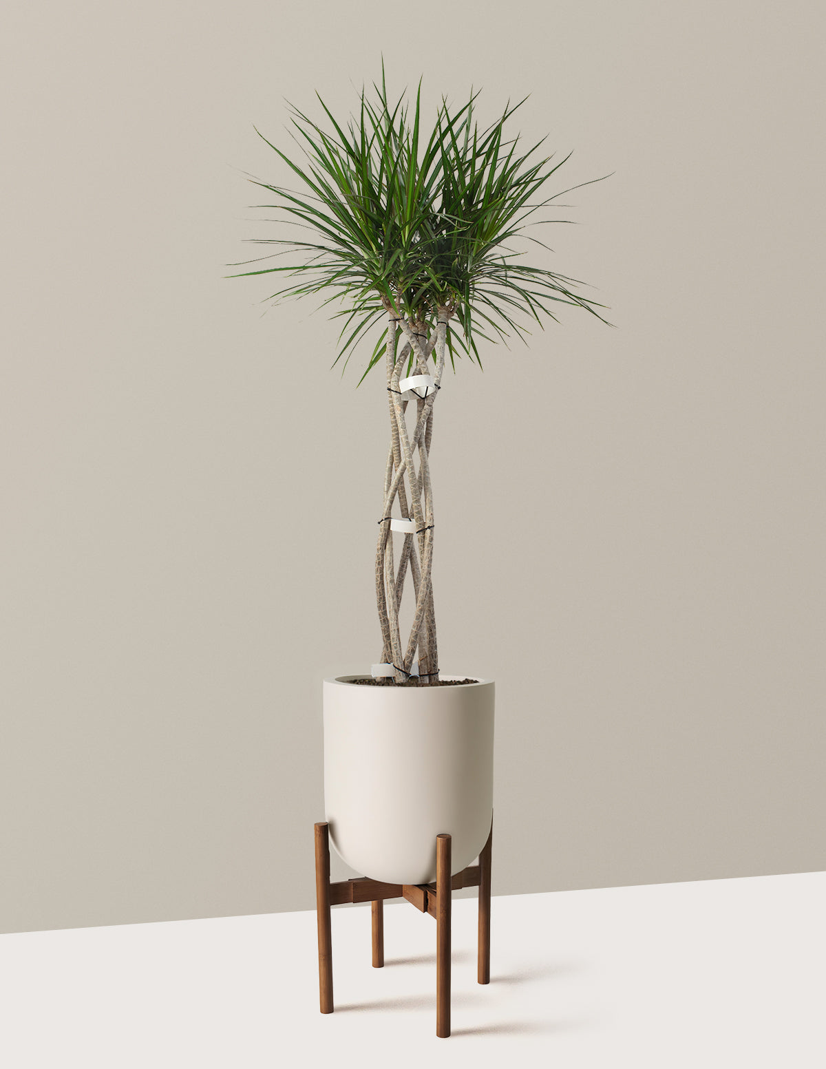 Dracaena Marginata Örgü Gövdeli (Open Weave)