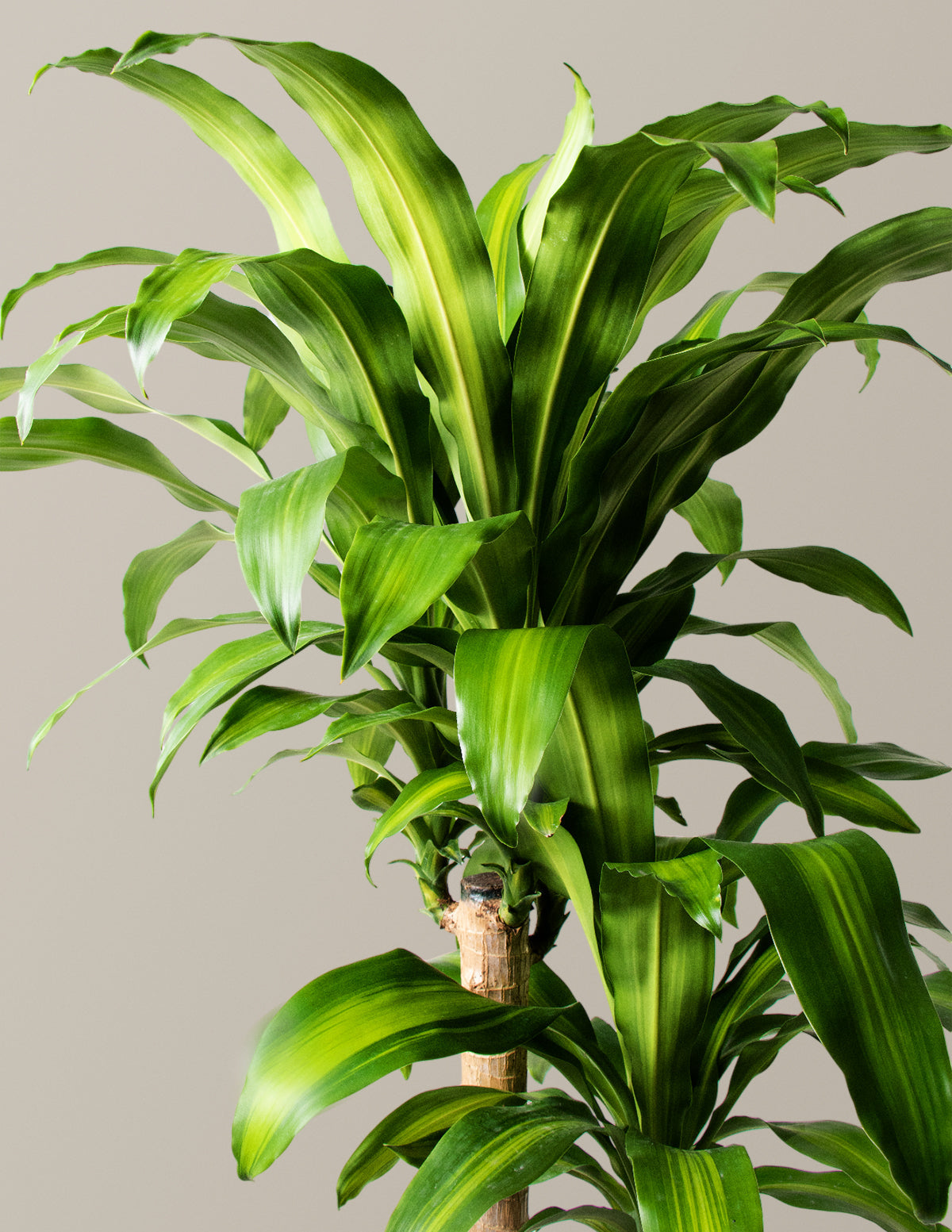 Büyük Boy Dracaena Mass Cane