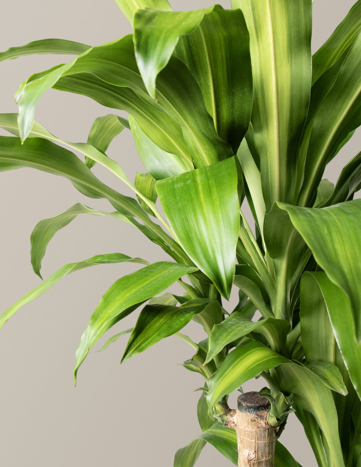 Büyük Boy Dracaena Mass Cane