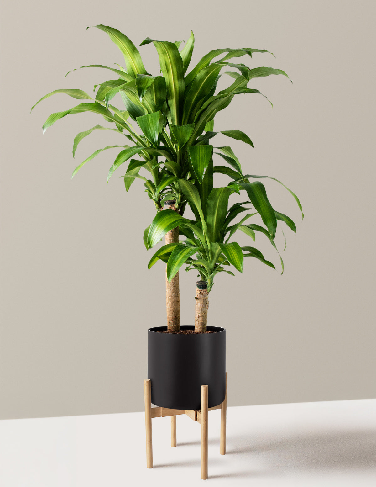 Büyük Boy Dracaena Mass Cane