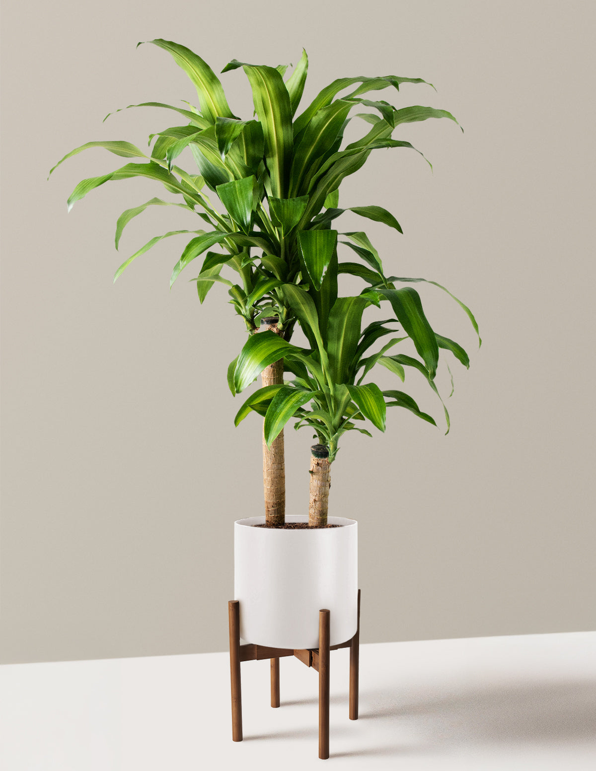 Büyük Boy Dracaena Mass Cane