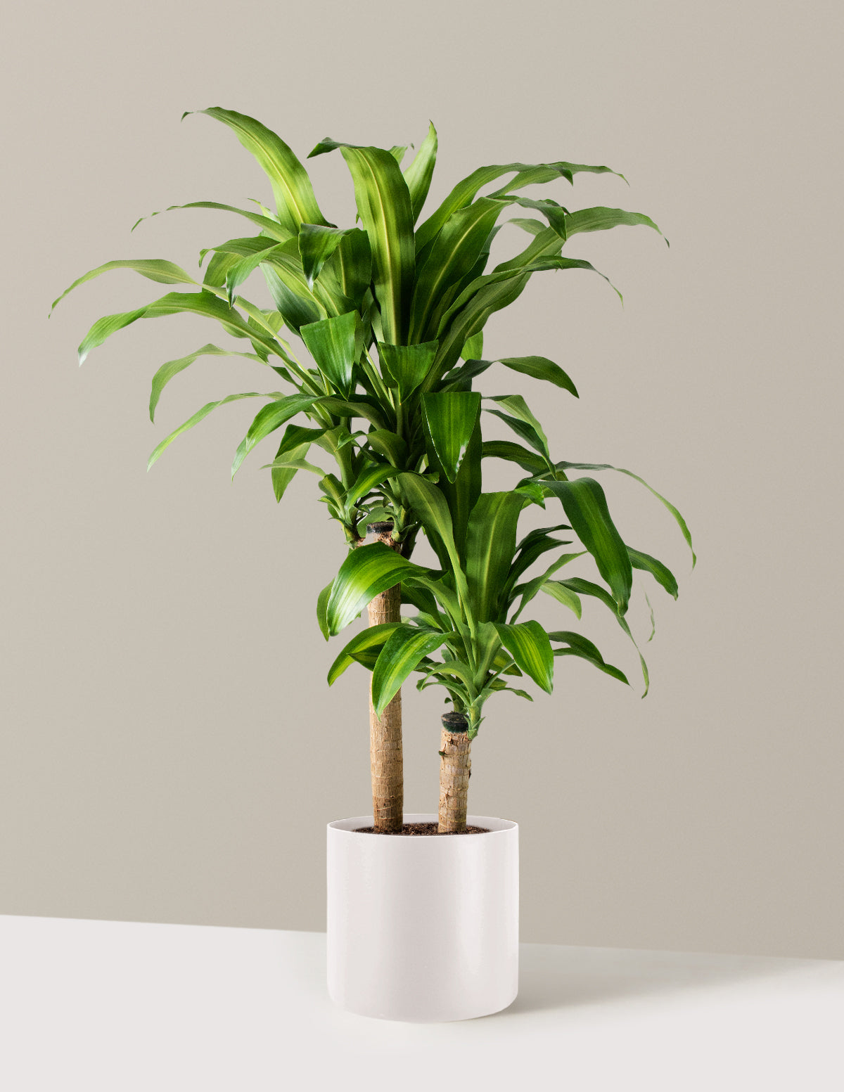 Büyük Boy Dracaena Mass Cane