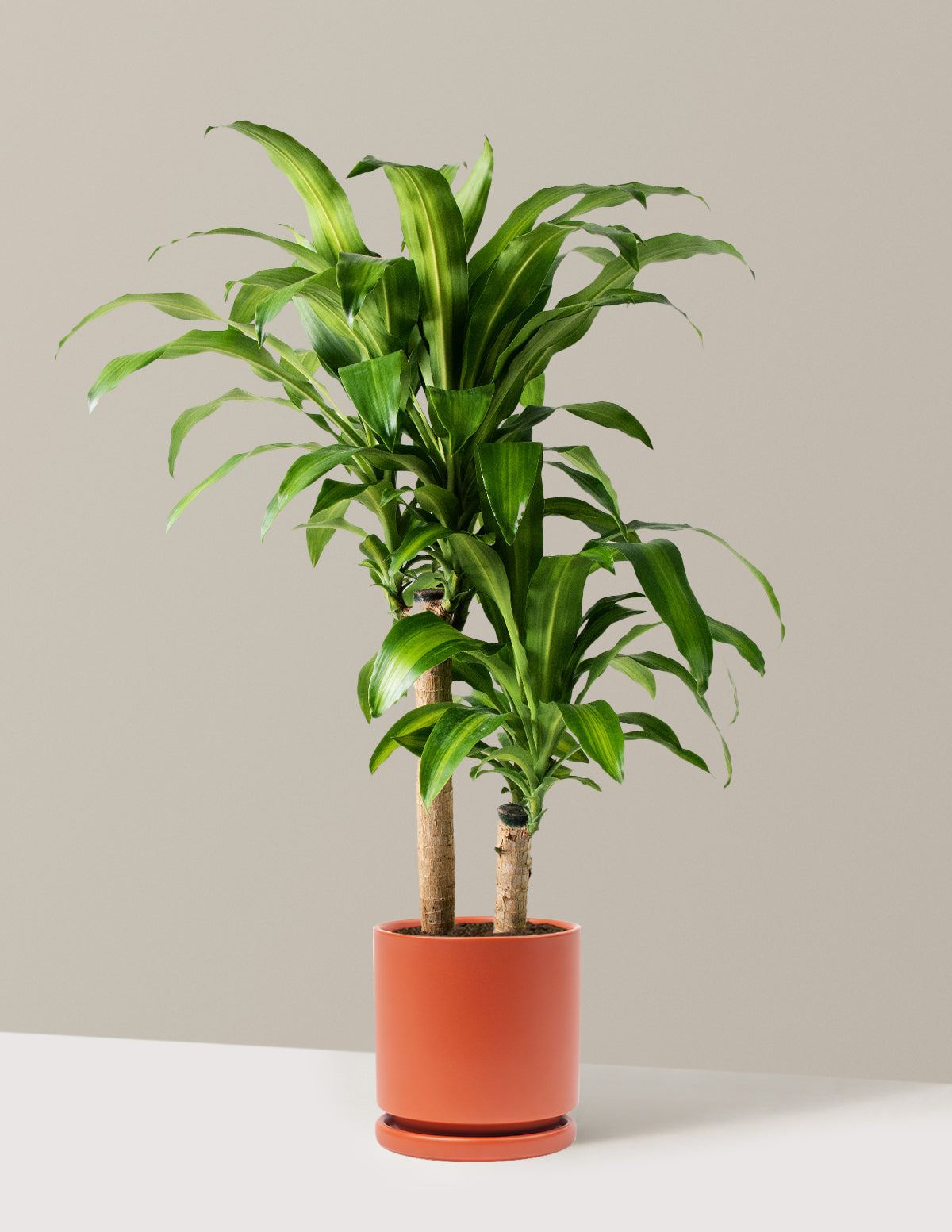 Büyük Boy Dracaena Mass Cane