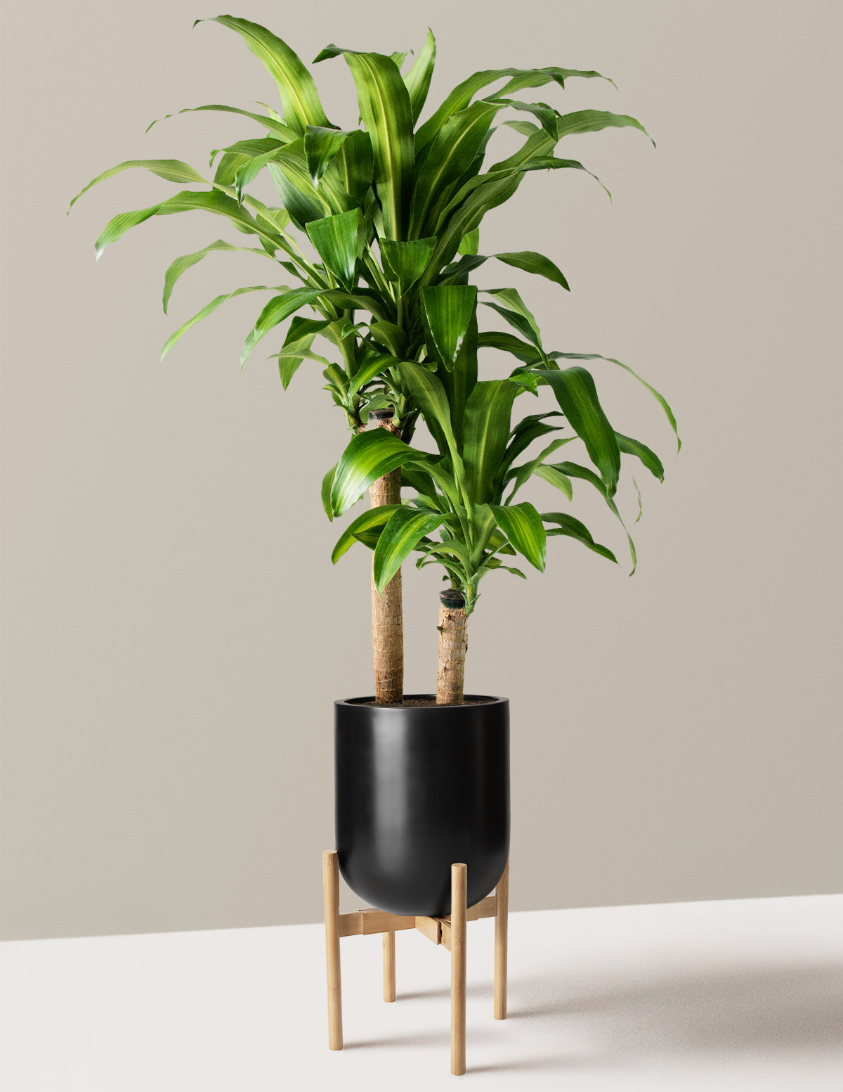 Büyük Boy Dracaena Mass Cane
