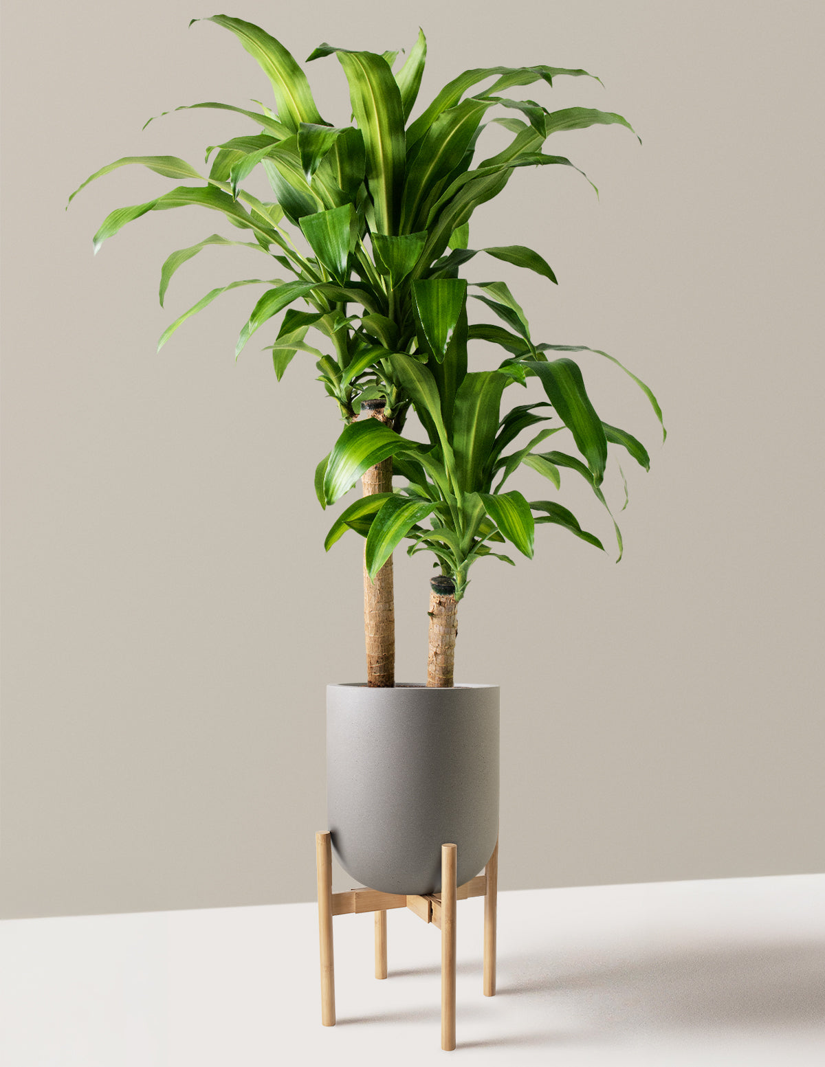 Büyük Boy Dracaena Mass Cane
