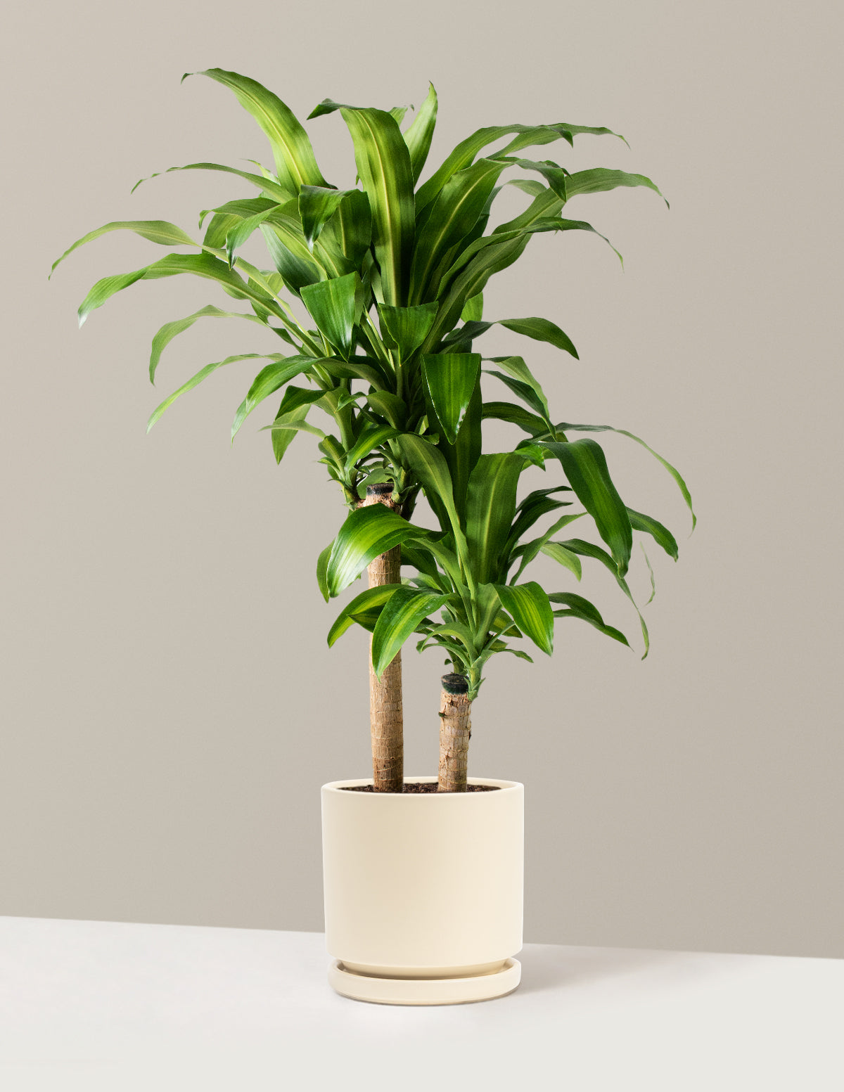 Büyük Boy Dracaena Mass Cane