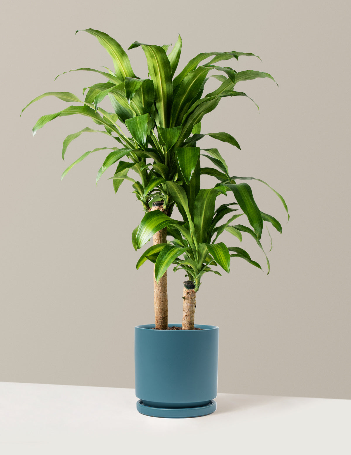 Büyük Boy Dracaena Mass Cane