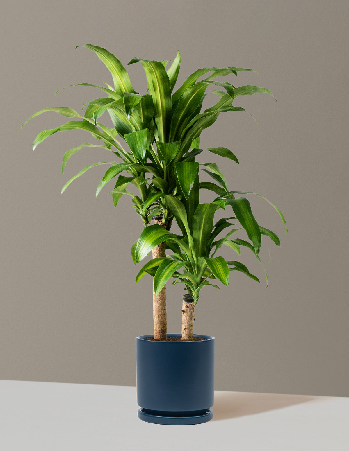 Büyük Boy Dracaena Mass Cane