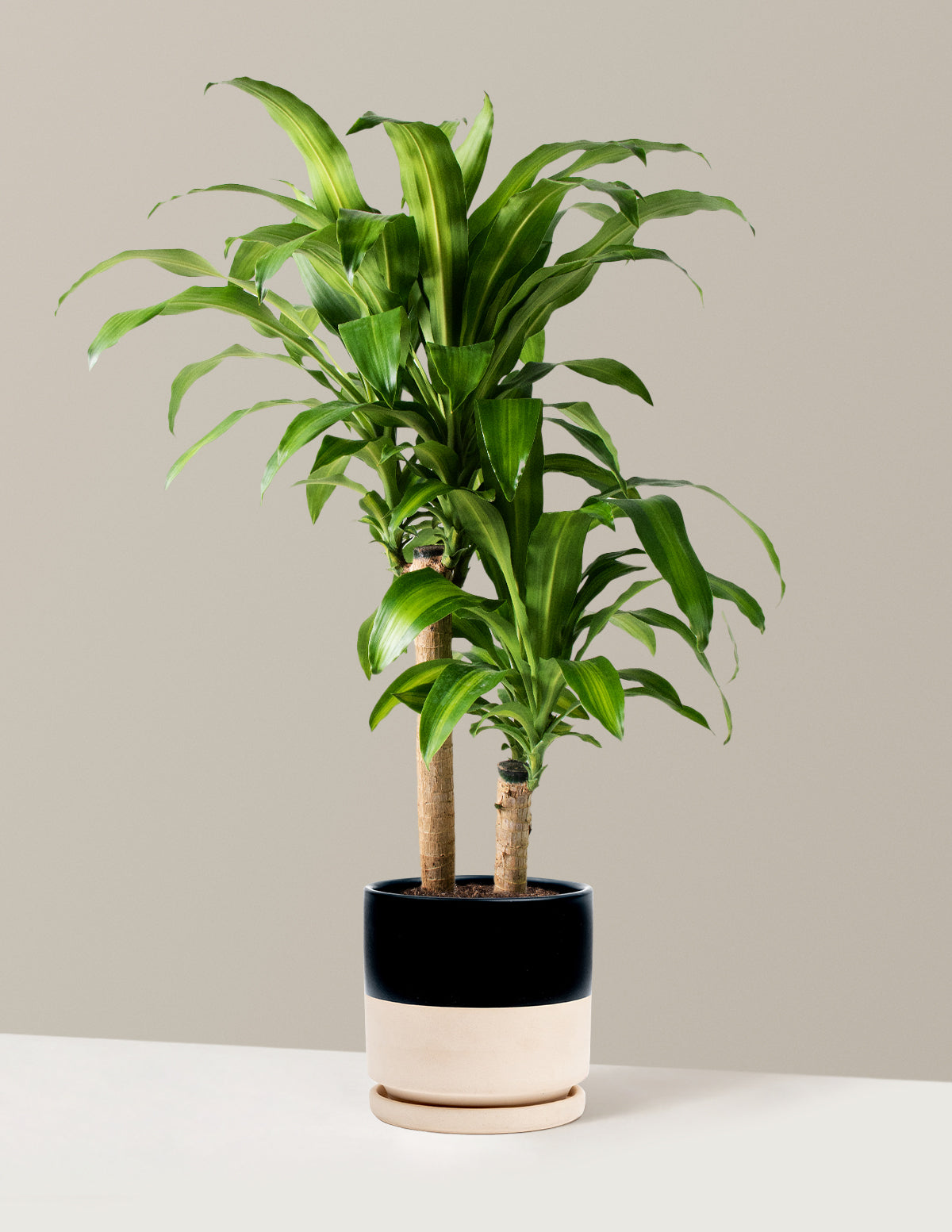 Büyük Boy Dracaena Mass Cane