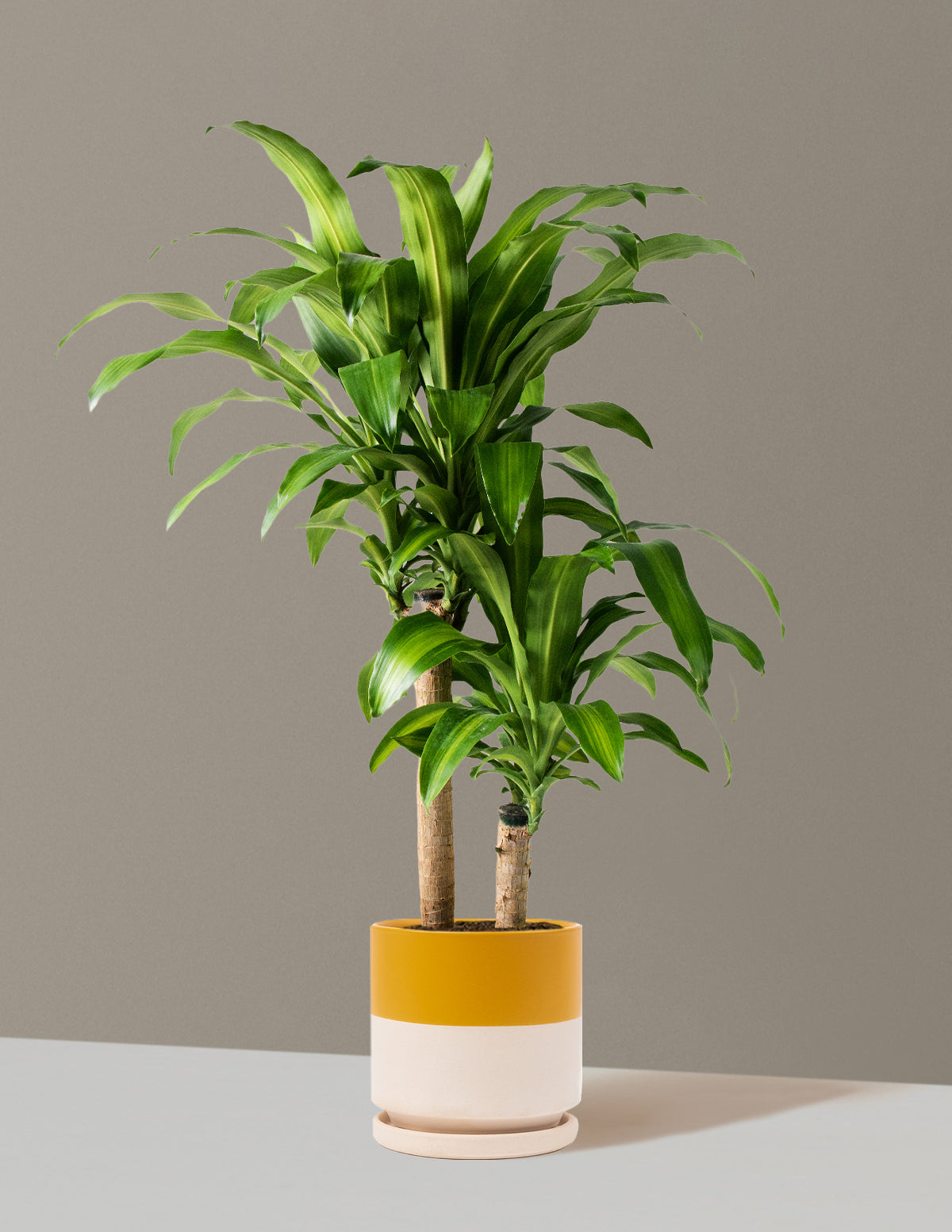 Büyük Boy Dracaena Mass Cane