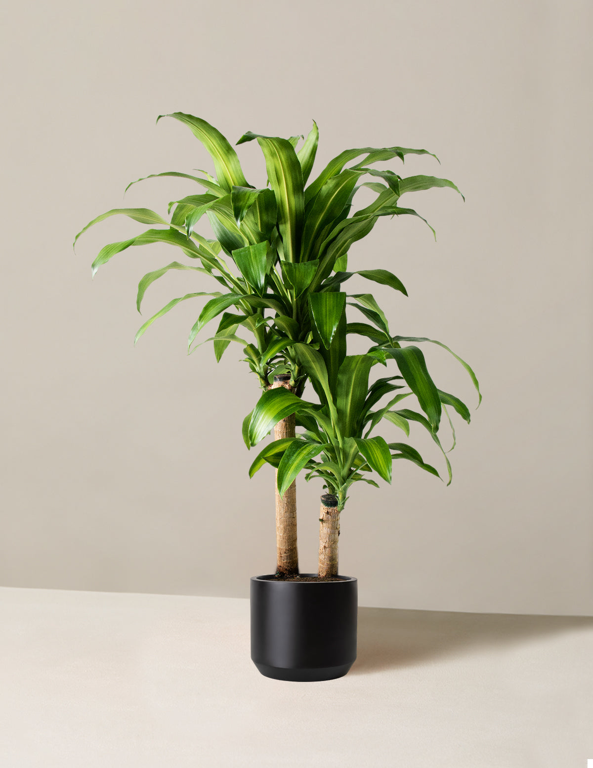 Büyük Boy Dracaena Mass Cane
