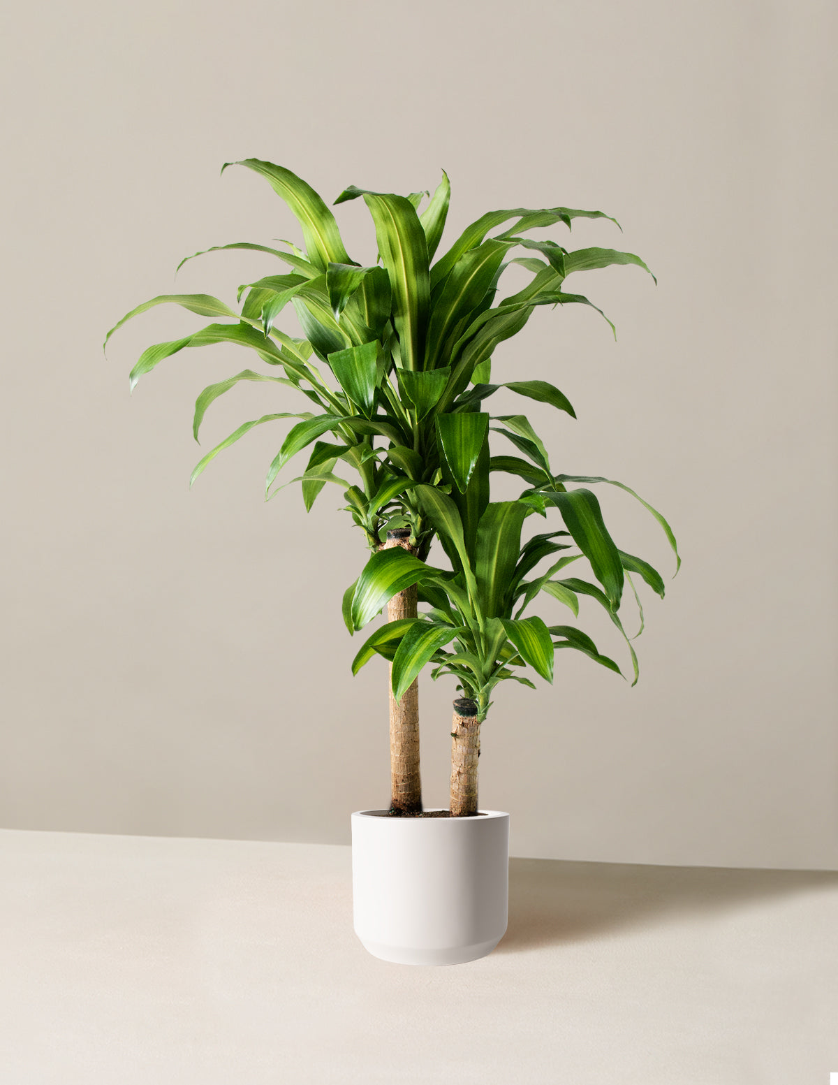 Büyük Boy Dracaena Mass Cane