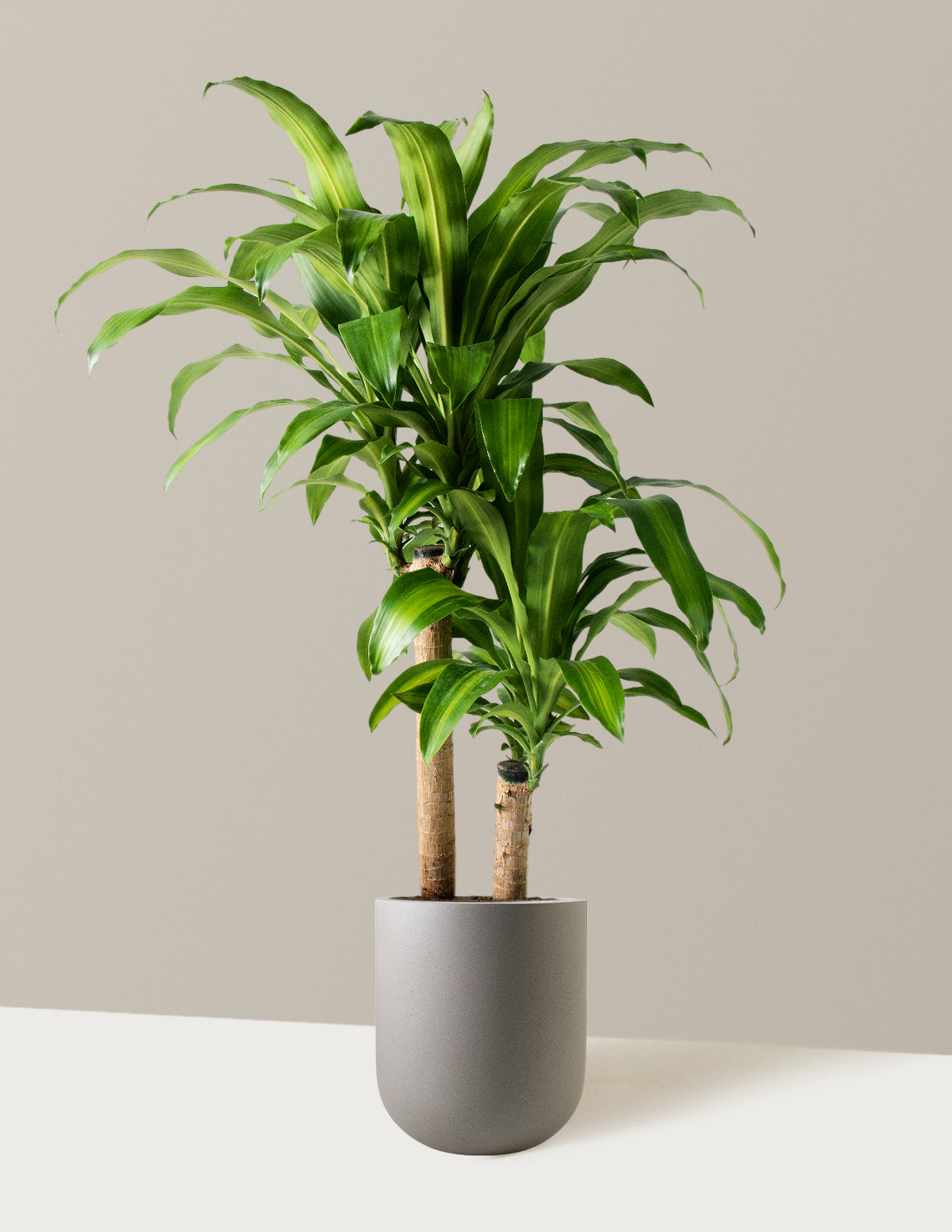 Büyük Boy Dracaena Mass Cane