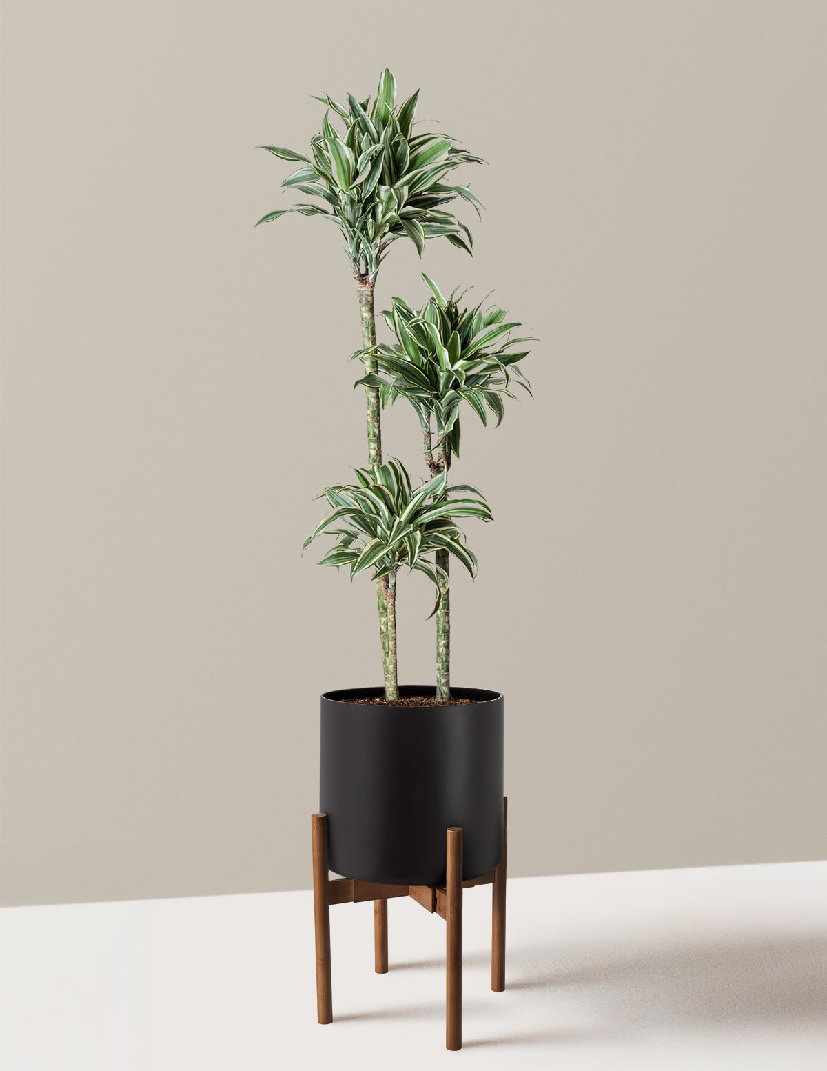 Büyük Boy Dracaena Warneckii White Jewel