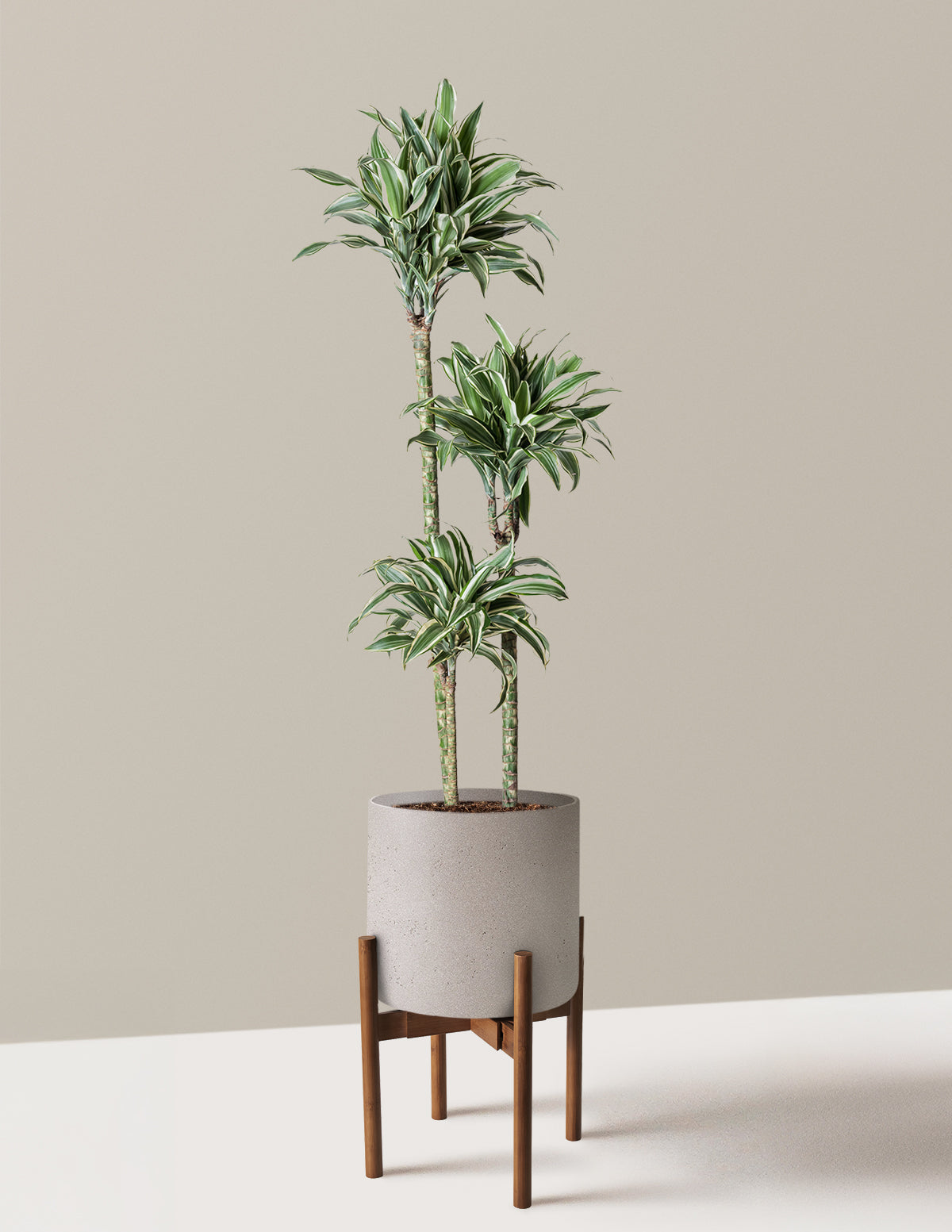Büyük Boy Dracaena Warneckii White Jewel