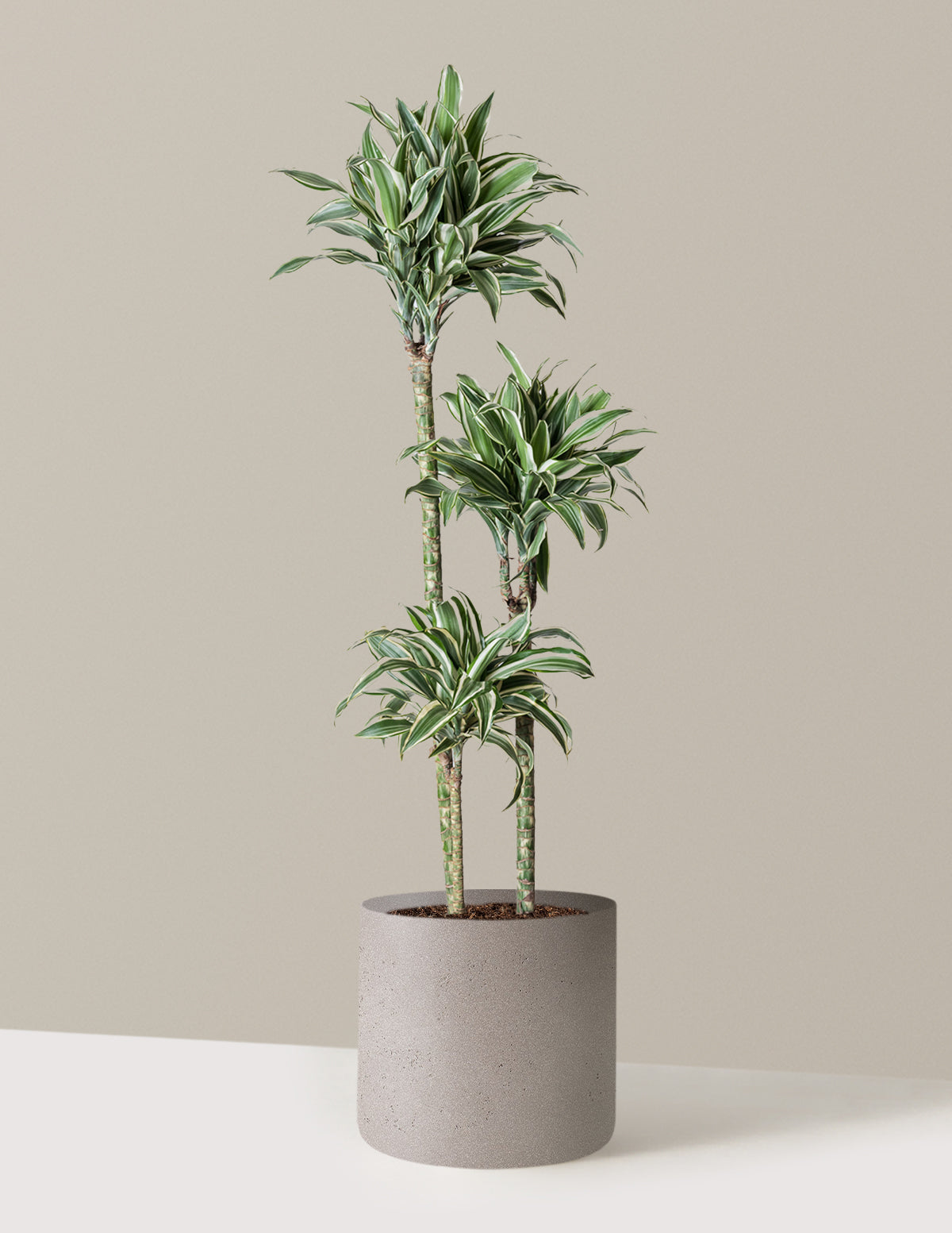 Büyük Boy Dracaena Warneckii White Jewel