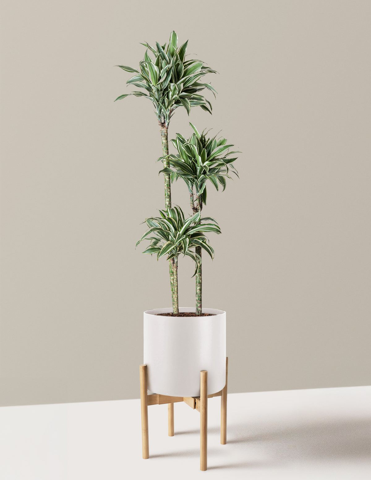 Büyük Boy Dracaena Warneckii White Jewel