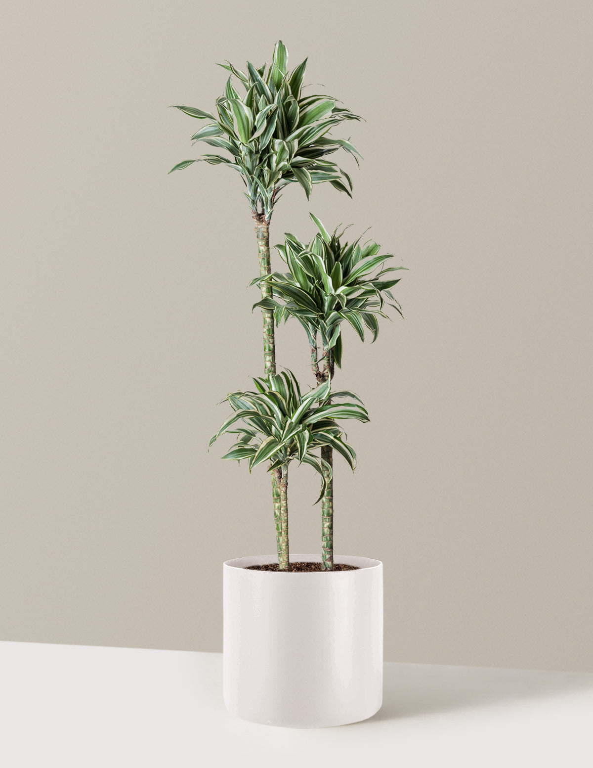 Büyük Boy Dracaena Warneckii White Jewel