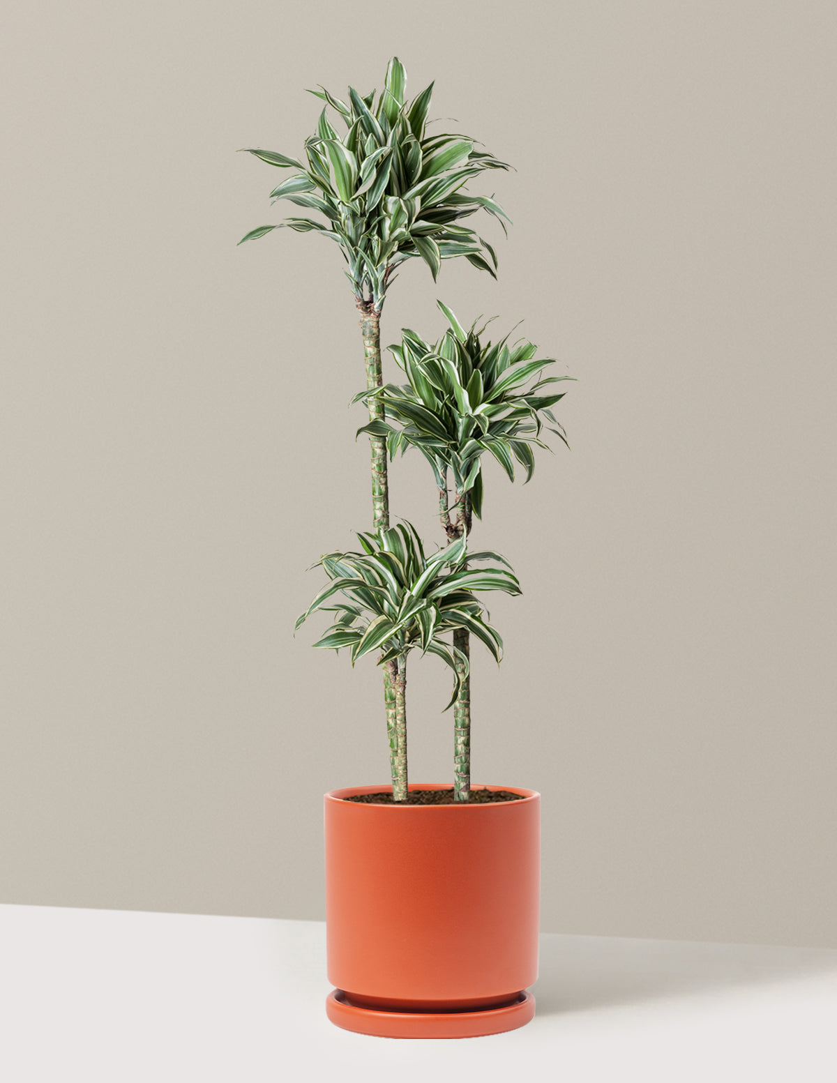 Büyük Boy Dracaena Warneckii White Jewel