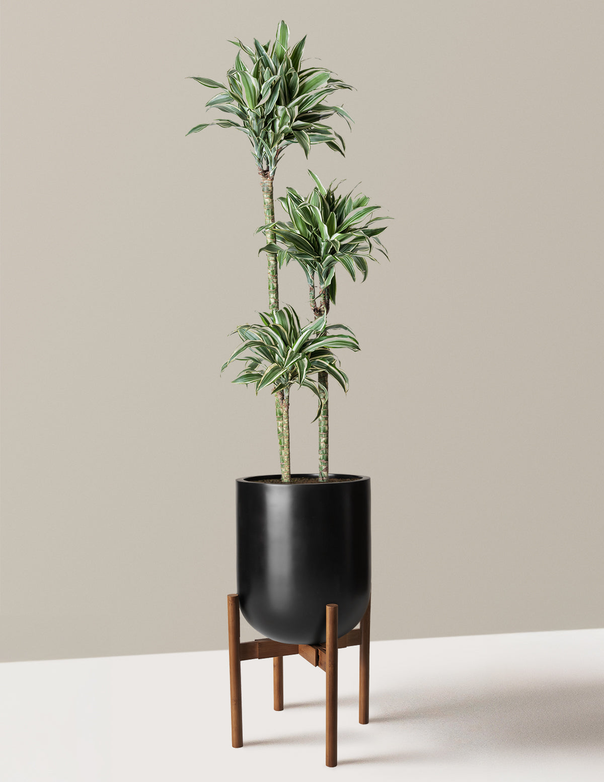 Büyük Boy Dracaena Warneckii White Jewel