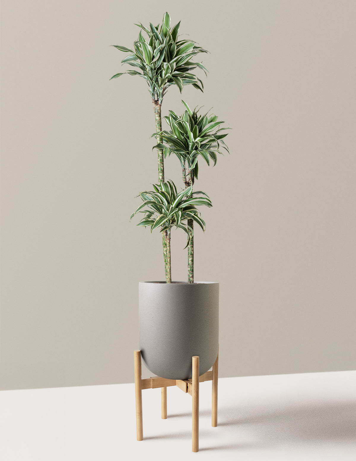 Büyük Boy Dracaena Warneckii White Jewel