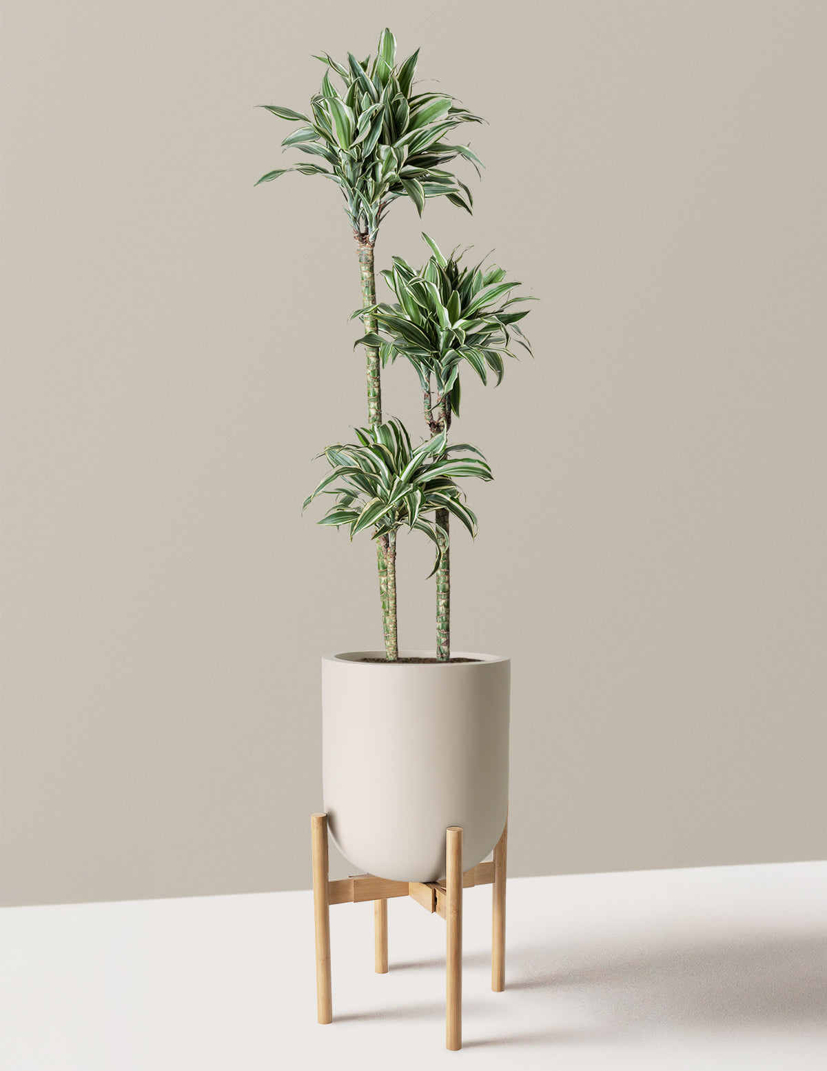 Büyük Boy Dracaena Warneckii White Jewel