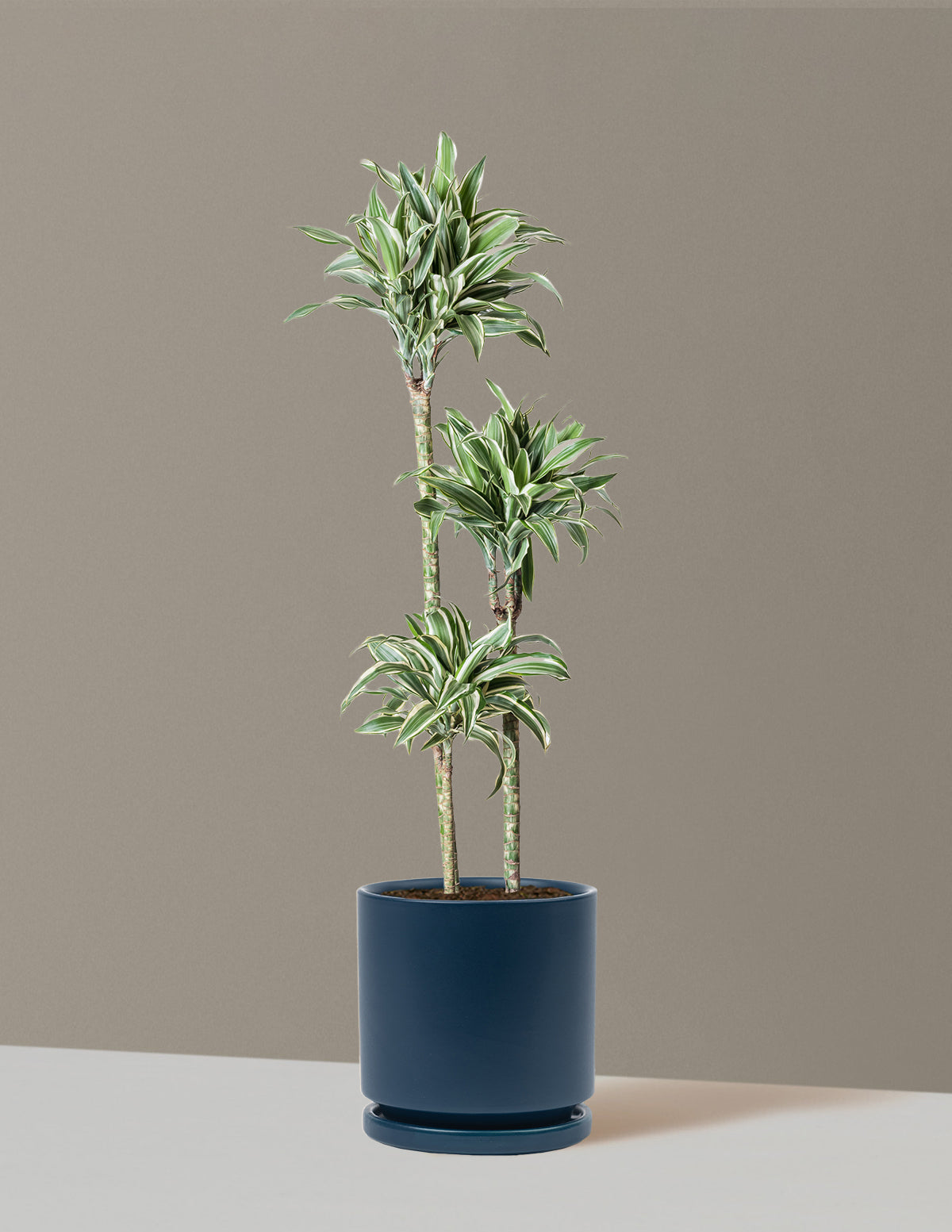 Büyük Boy Dracaena Warneckii White Jewel