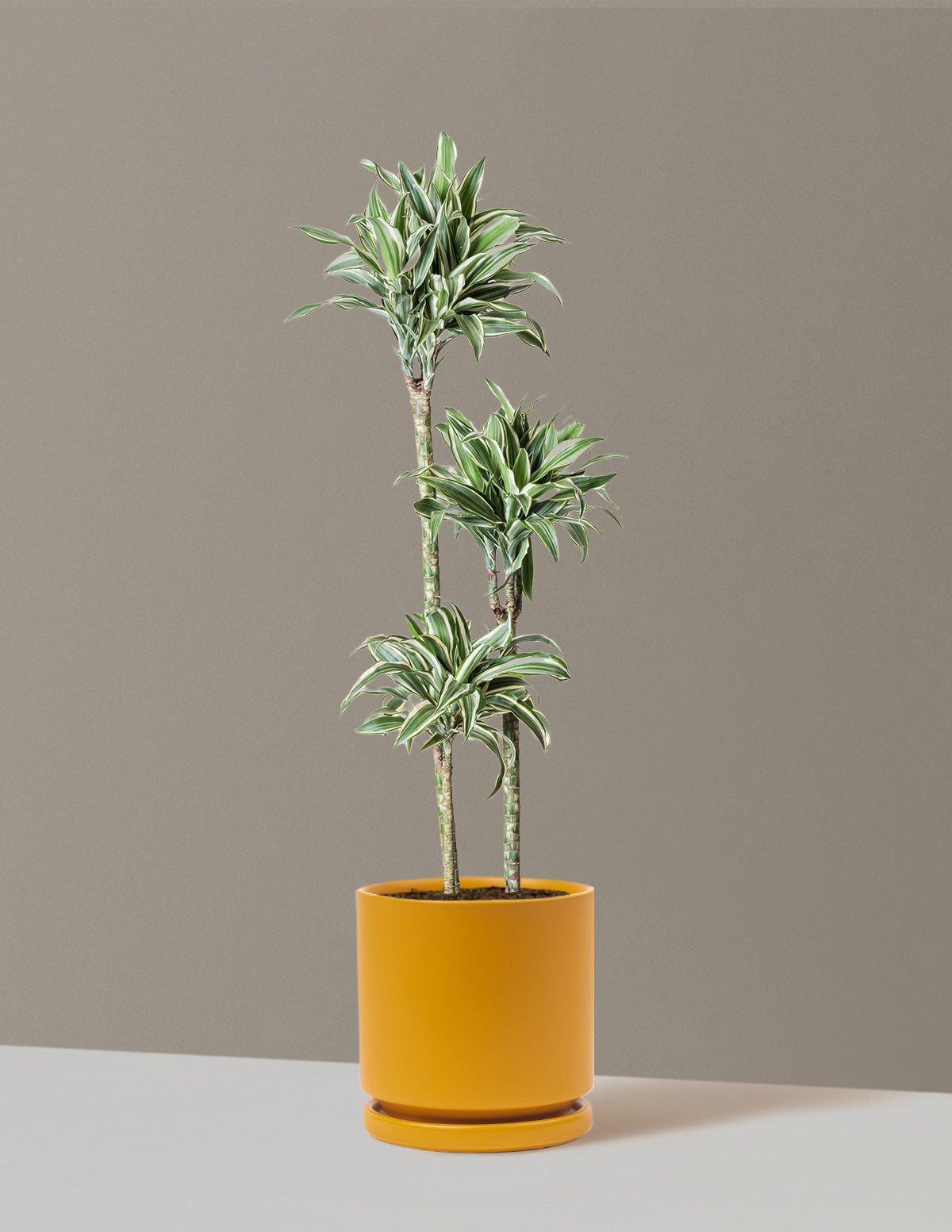 Büyük Boy Dracaena Warneckii White Jewel