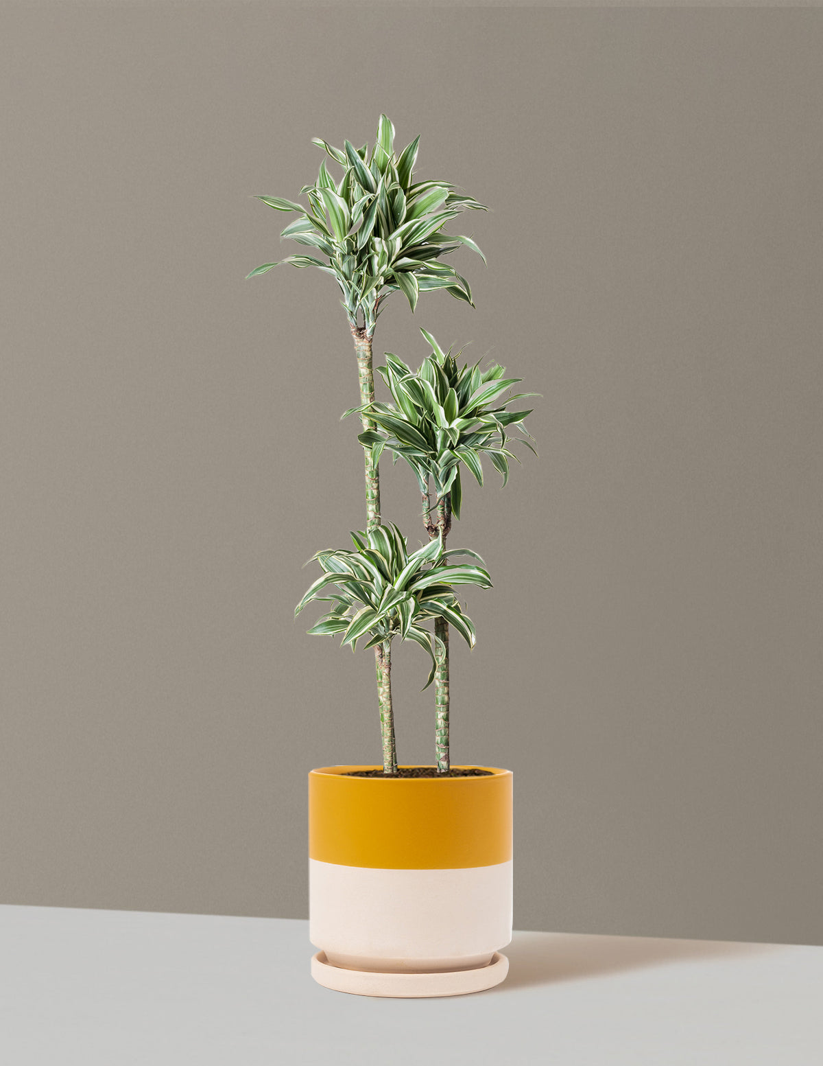 Büyük Boy Dracaena Warneckii White Jewel