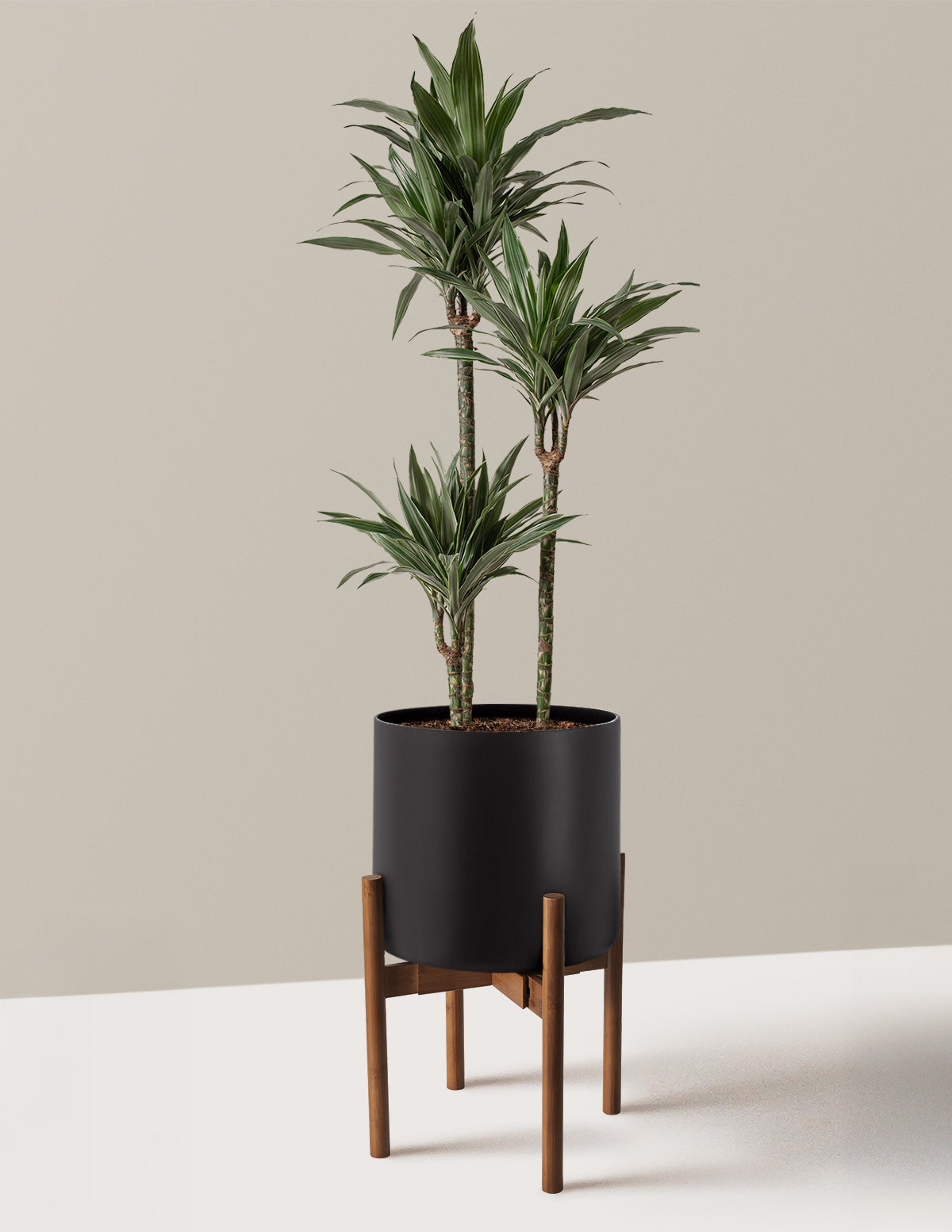 Büyük Boy Dracaena Warneckii