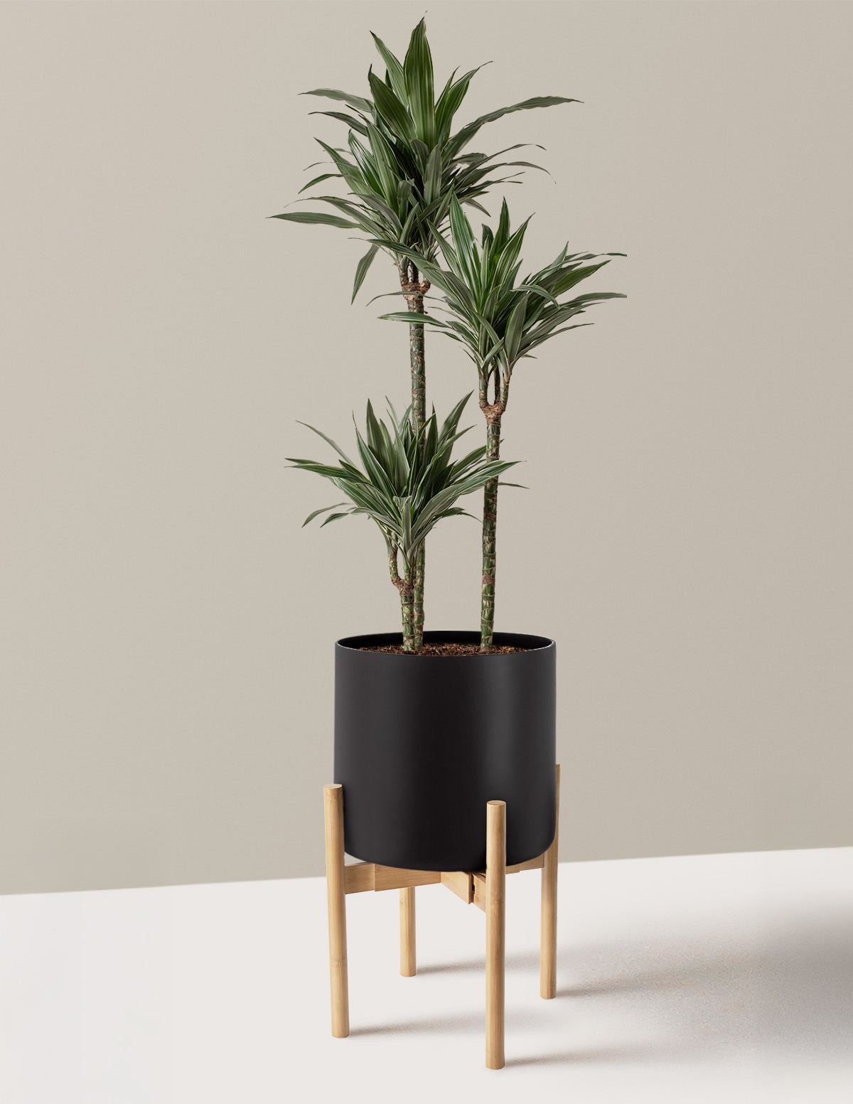Büyük Boy Dracaena Warneckii