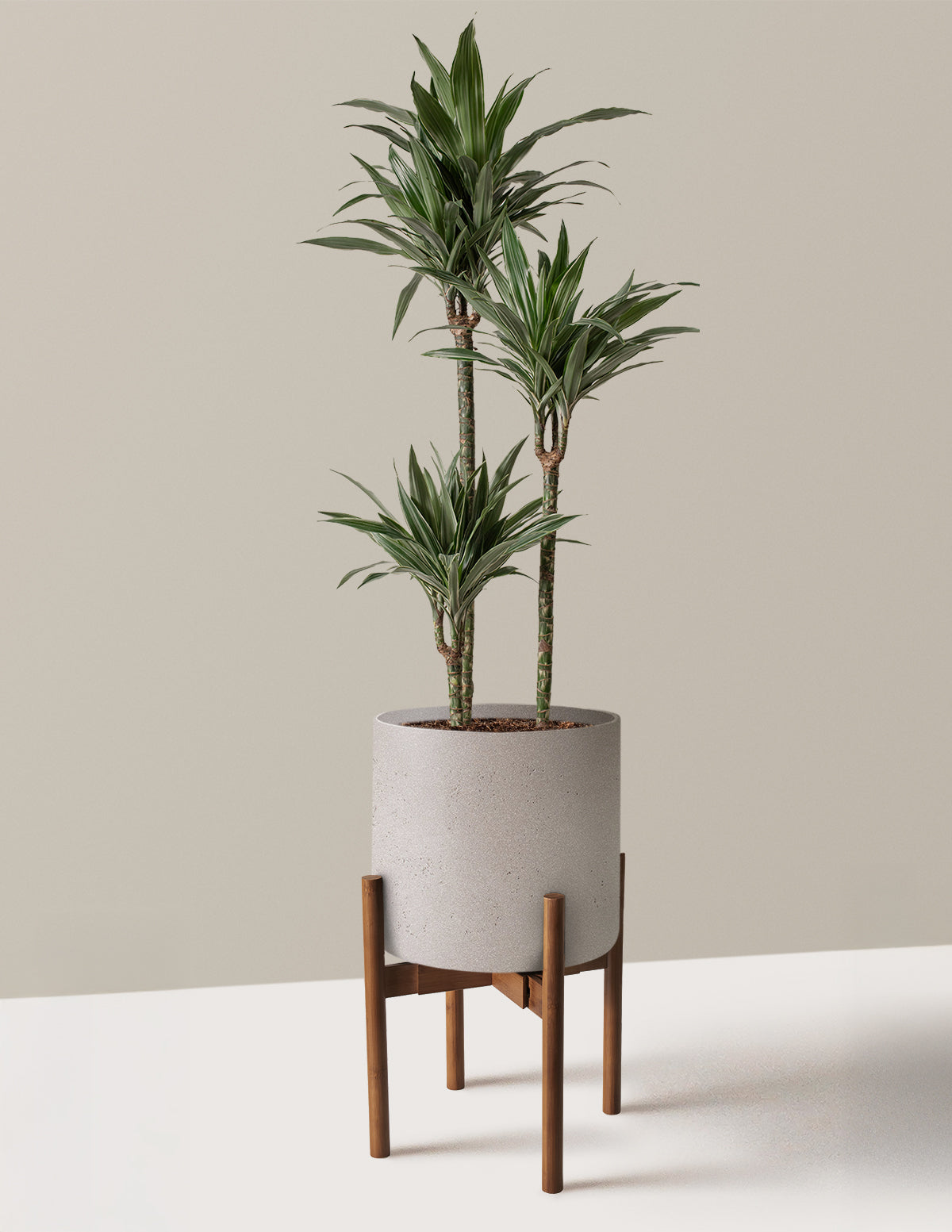 Büyük Boy Dracaena Warneckii
