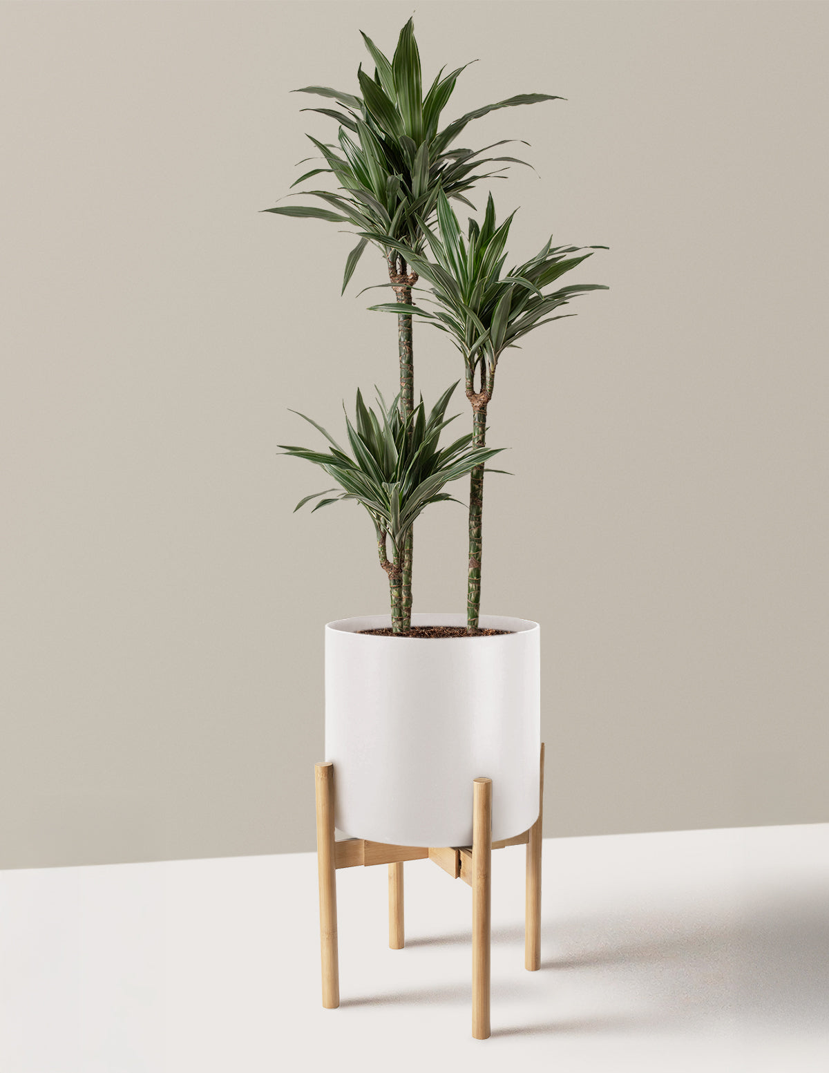 Büyük Boy Dracaena Warneckii
