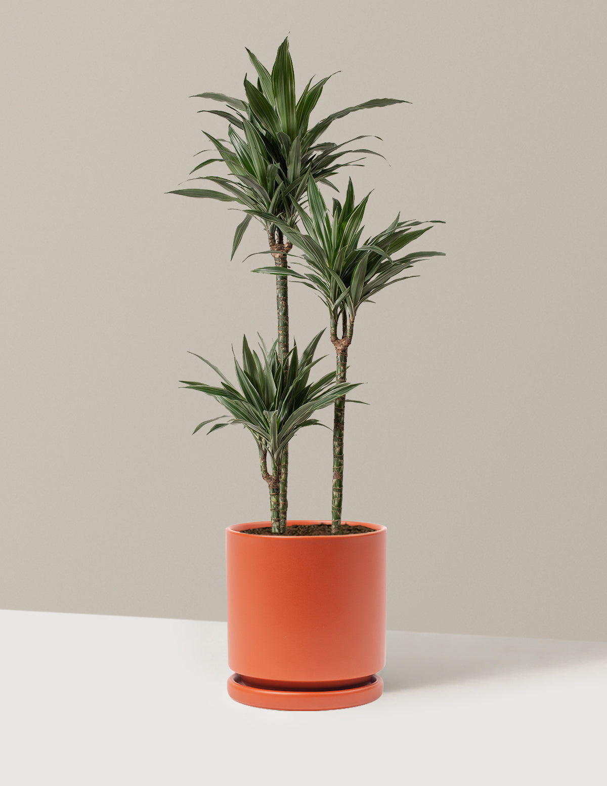 Büyük Boy Dracaena Warneckii