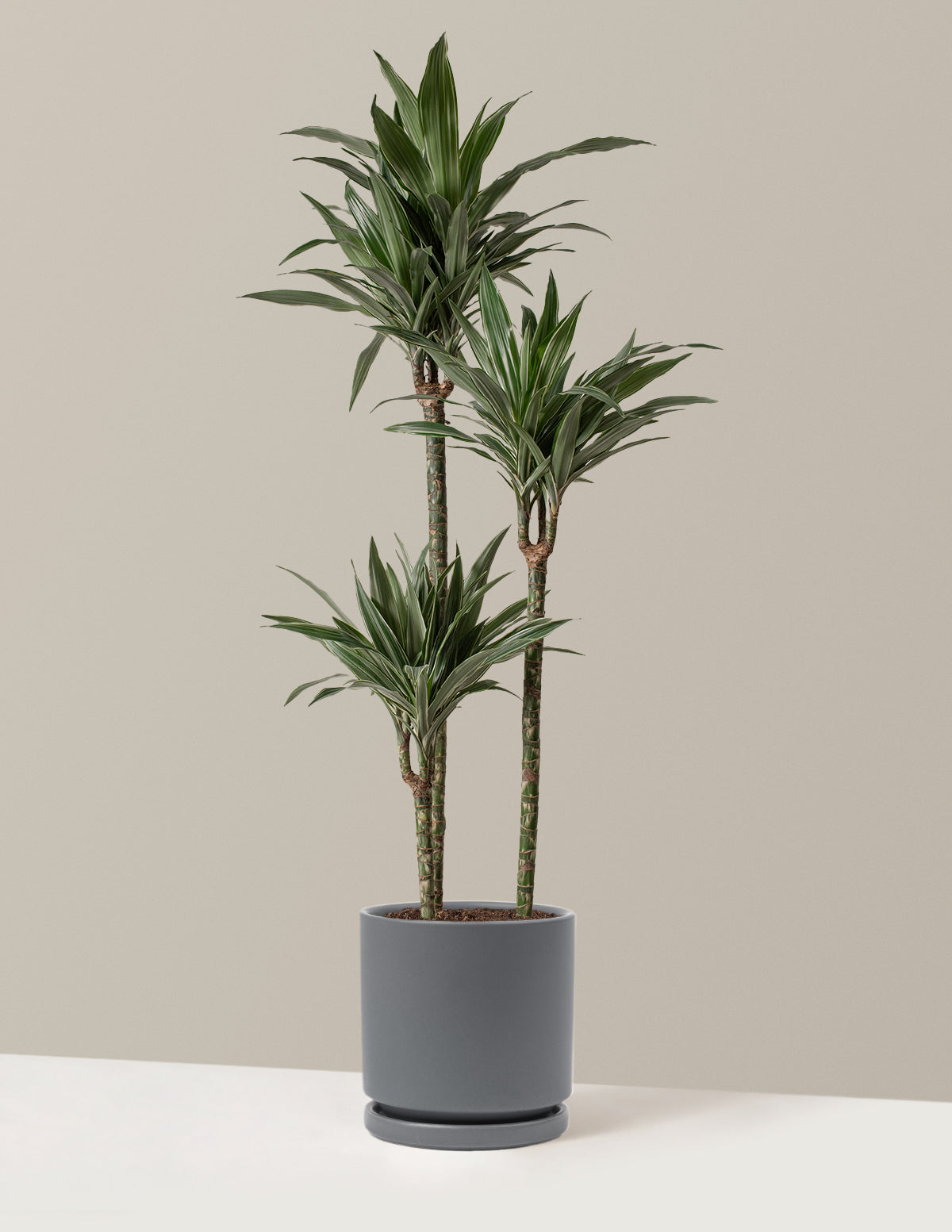 Büyük Boy Dracaena Warneckii