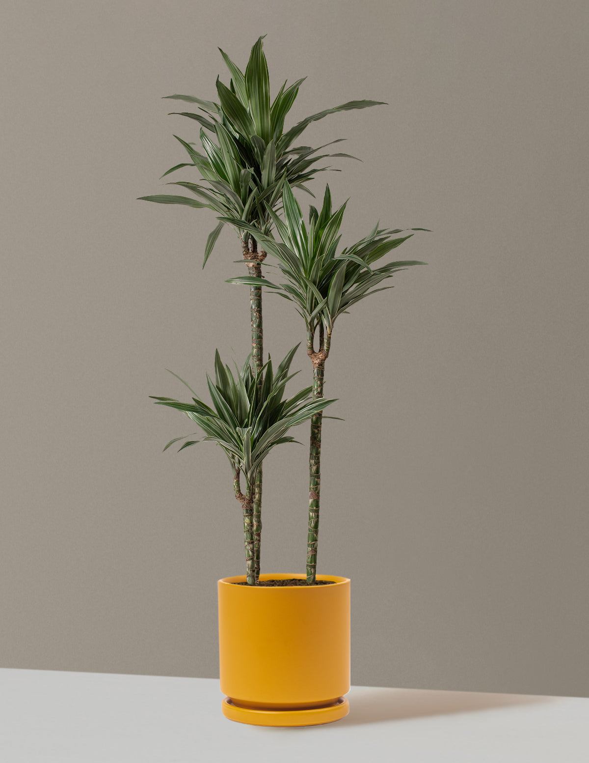 Büyük Boy Dracaena Warneckii