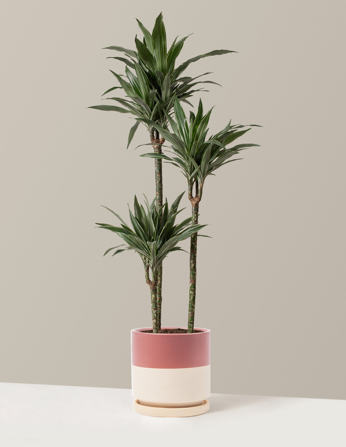 Büyük Boy Dracaena Warneckii