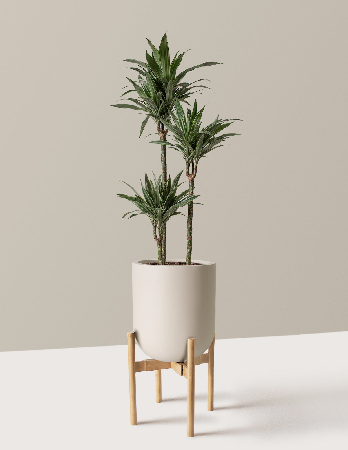 Büyük Boy Dracaena Warneckii