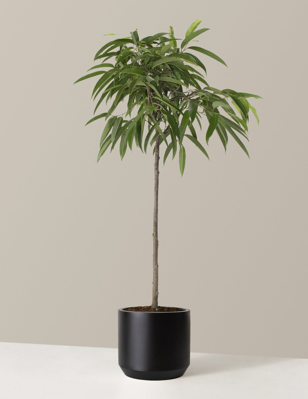 Büyük Boy Ficus Alii