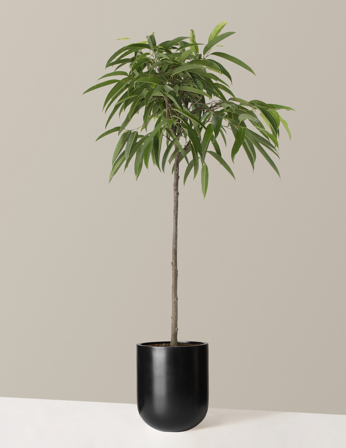 Büyük Boy Ficus Alii