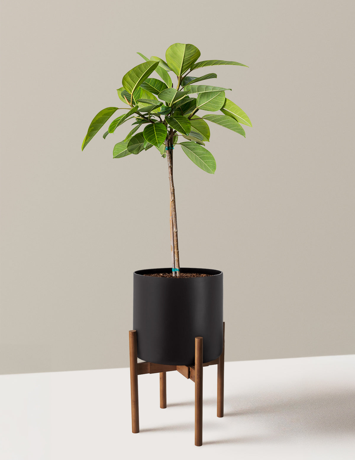 Büyük Ficus Altissima Ağacı