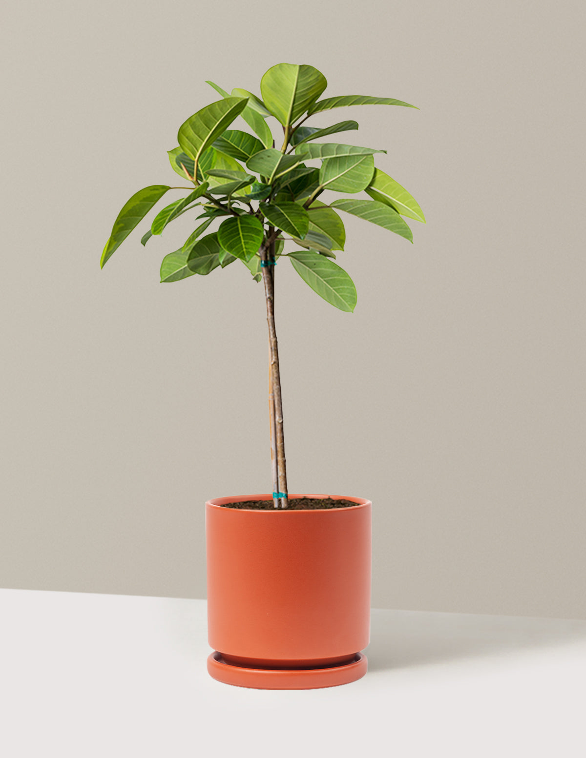 Büyük Ficus Altissima Ağacı