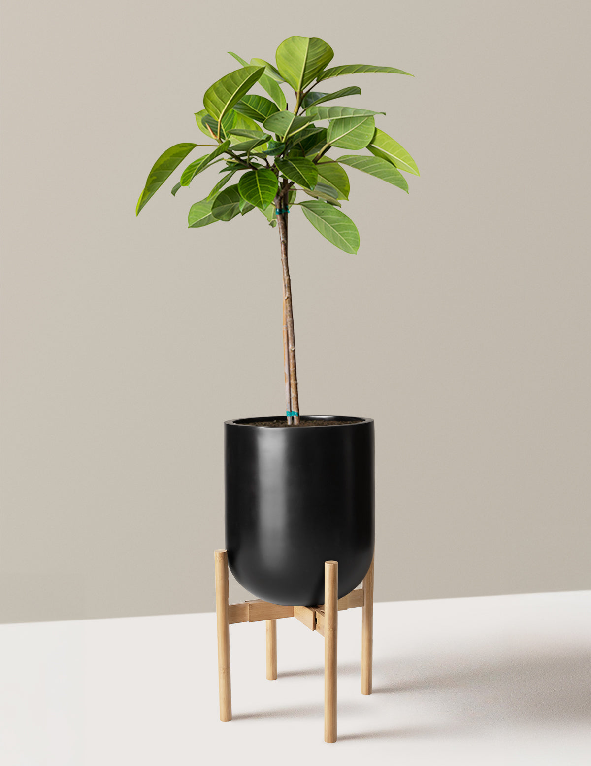 Büyük Ficus Altissima Ağacı