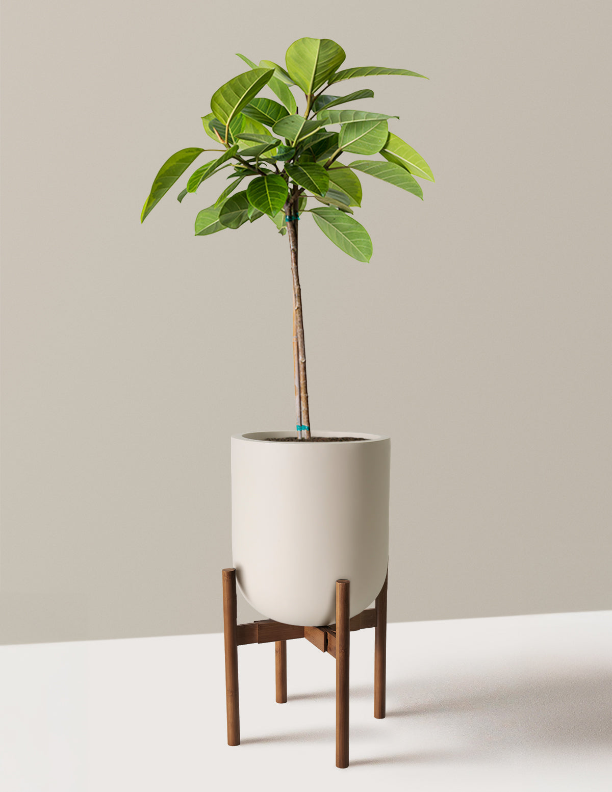 Büyük Ficus Altissima Ağacı