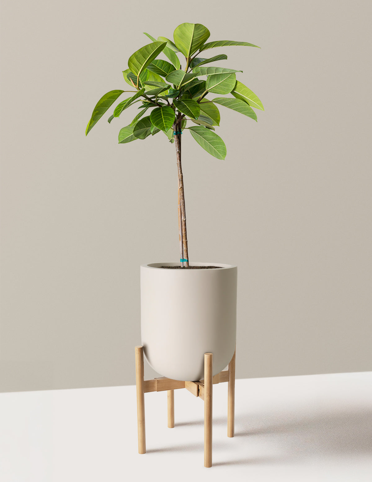 Büyük Ficus Altissima Ağacı